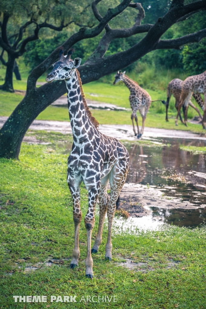 Kilimanjaro Safaris at Disney's Animal Kingdom