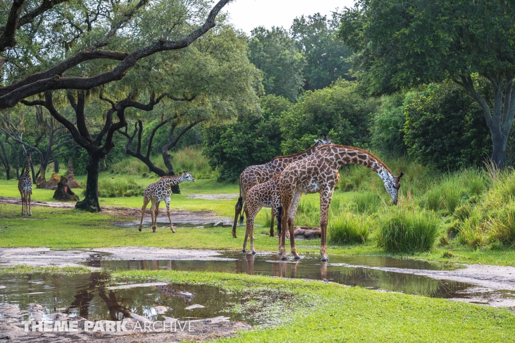 Kilimanjaro Safaris at Disney's Animal Kingdom