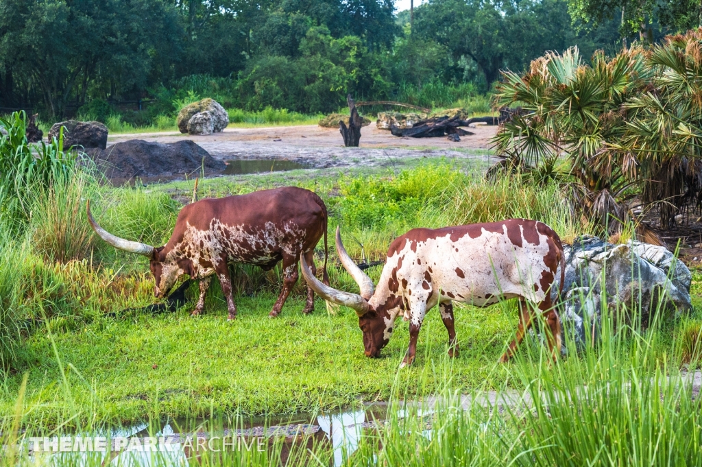 Kilimanjaro Safaris at Disney's Animal Kingdom