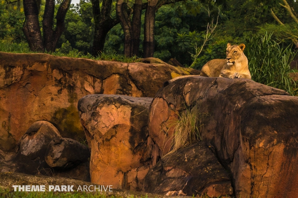 Kilimanjaro Safaris at Disney's Animal Kingdom