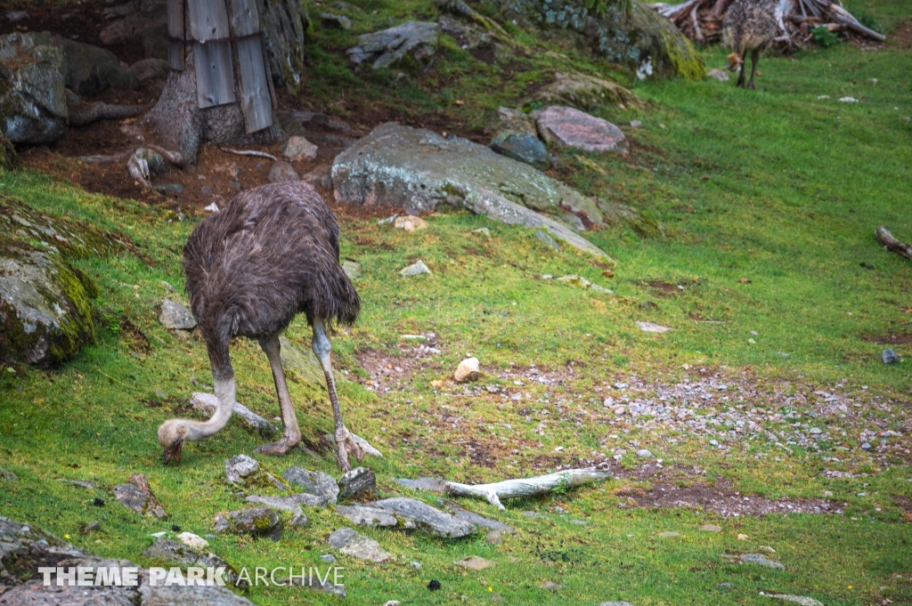 Safaribanan at Kolmarden