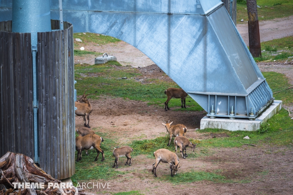 Safaribanan at Kolmarden
