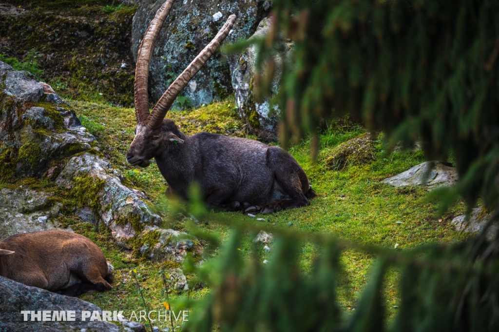 Safaribanan at Kolmarden