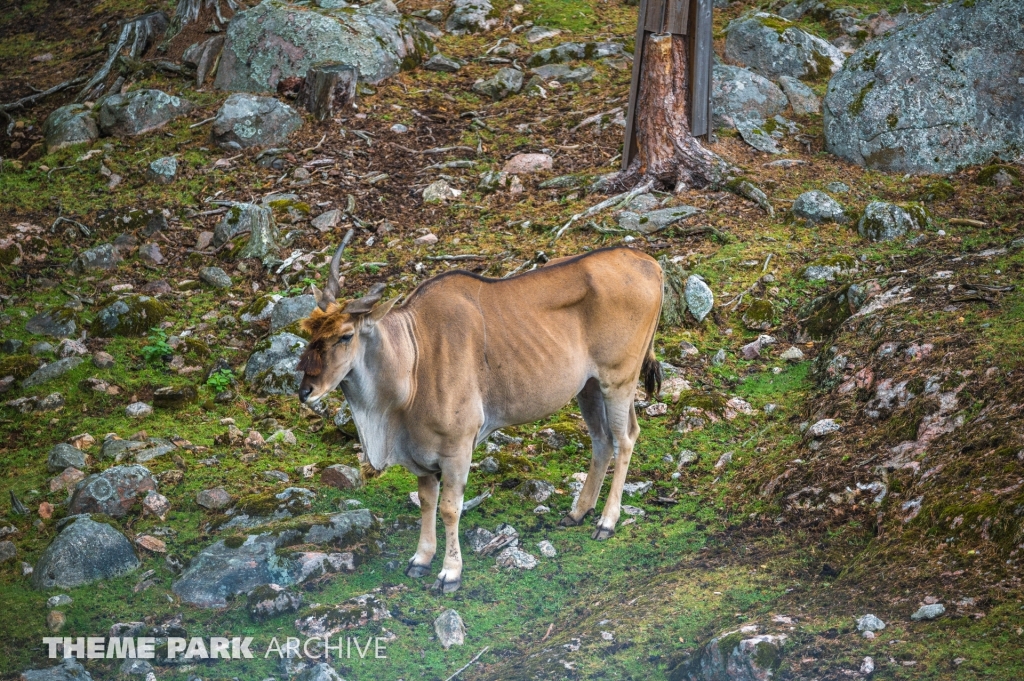 Safaribanan at Kolmarden