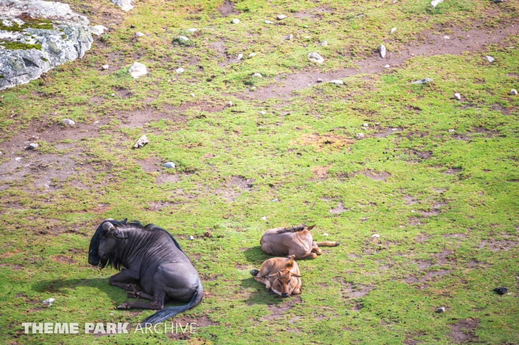 Safaribanan at Kolmarden