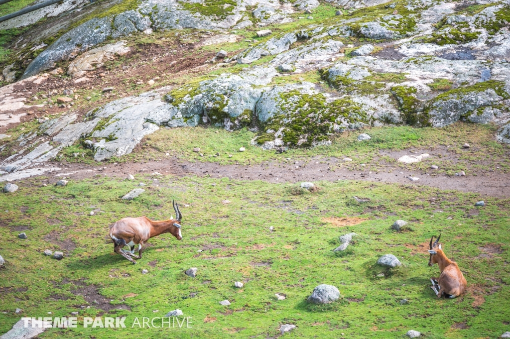 Safaribanan at Kolmarden