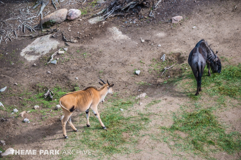 Safaribanan at Kolmarden