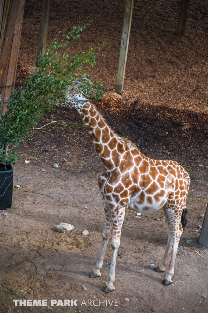 Safaribanan at Kolmarden