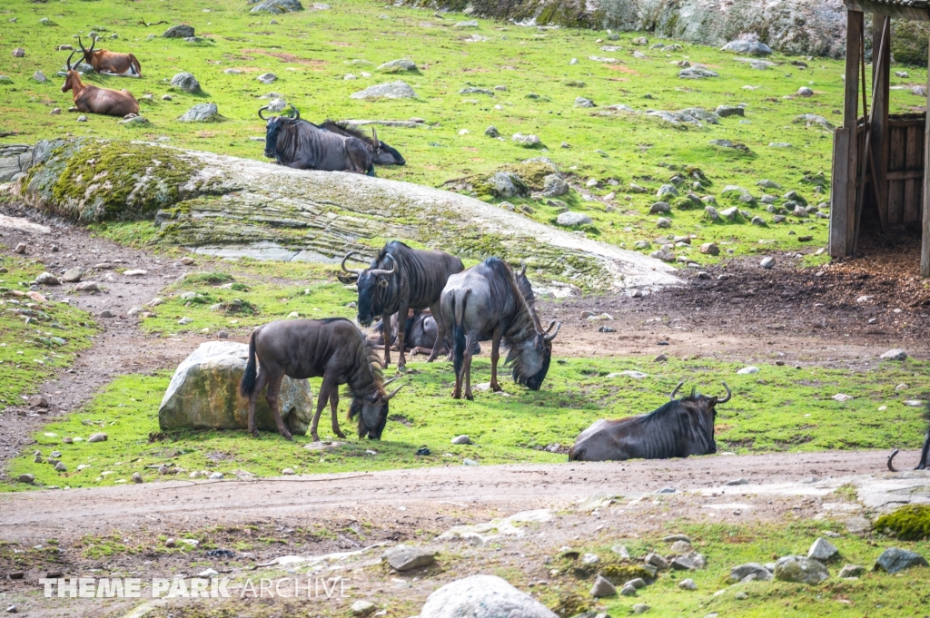 Safaribanan at Kolmarden