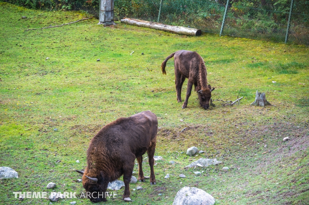 Safaribanan at Kolmarden