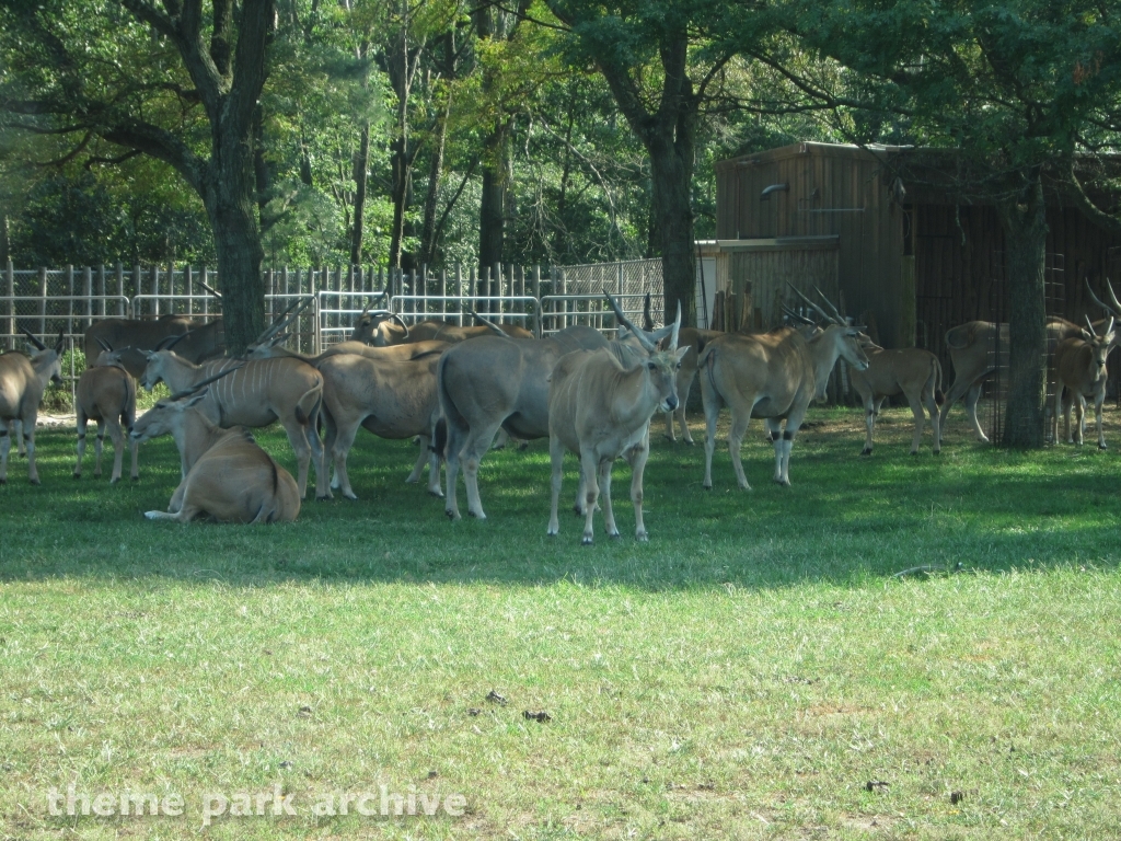 Wild Safari at Six Flags Great Adventure