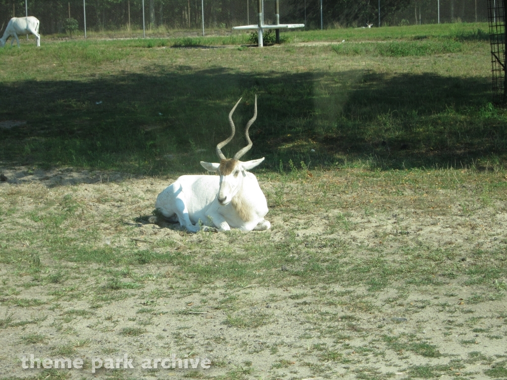 Wild Safari at Six Flags Great Adventure