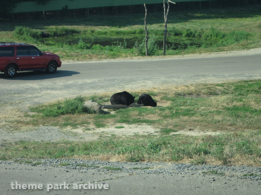 Wild Safari at Six Flags Great Adventure