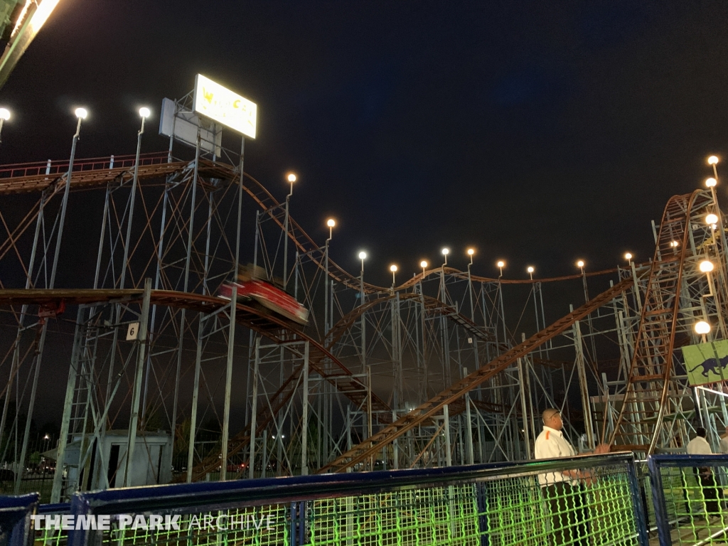 Wild Cat at Washington State Fair