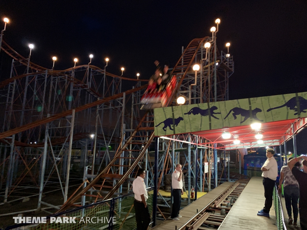 Wild Cat at Washington State Fair