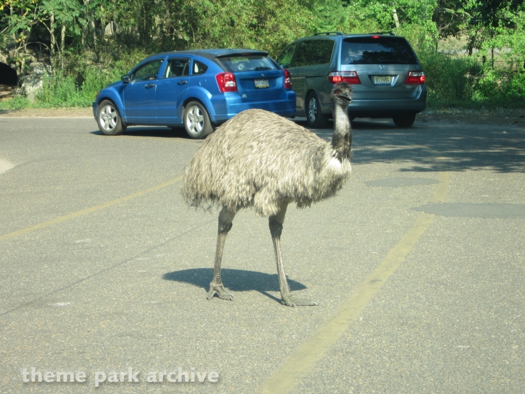 Wild Safari at Six Flags Great Adventure