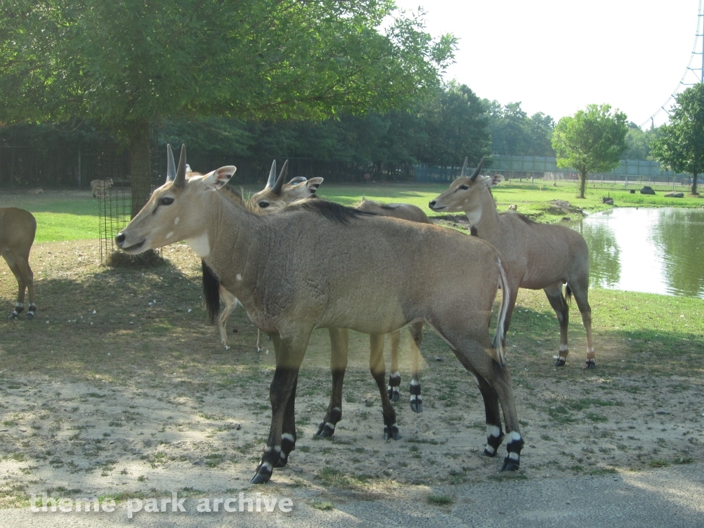Wild Safari at Six Flags Great Adventure