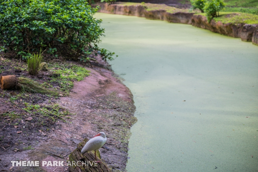 Kilimanjaro Safaris at Disney's Animal Kingdom