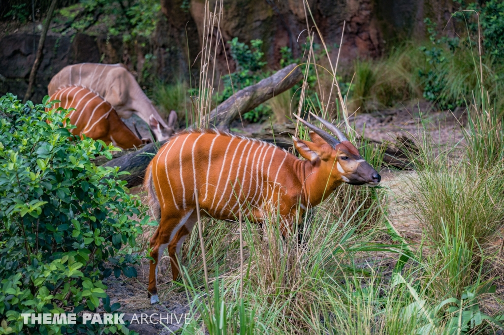 Kilimanjaro Safaris at Disney's Animal Kingdom