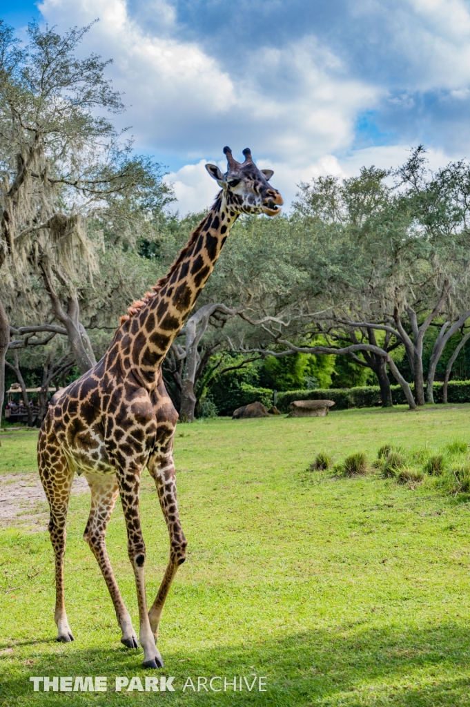 Kilimanjaro Safaris at Disney's Animal Kingdom