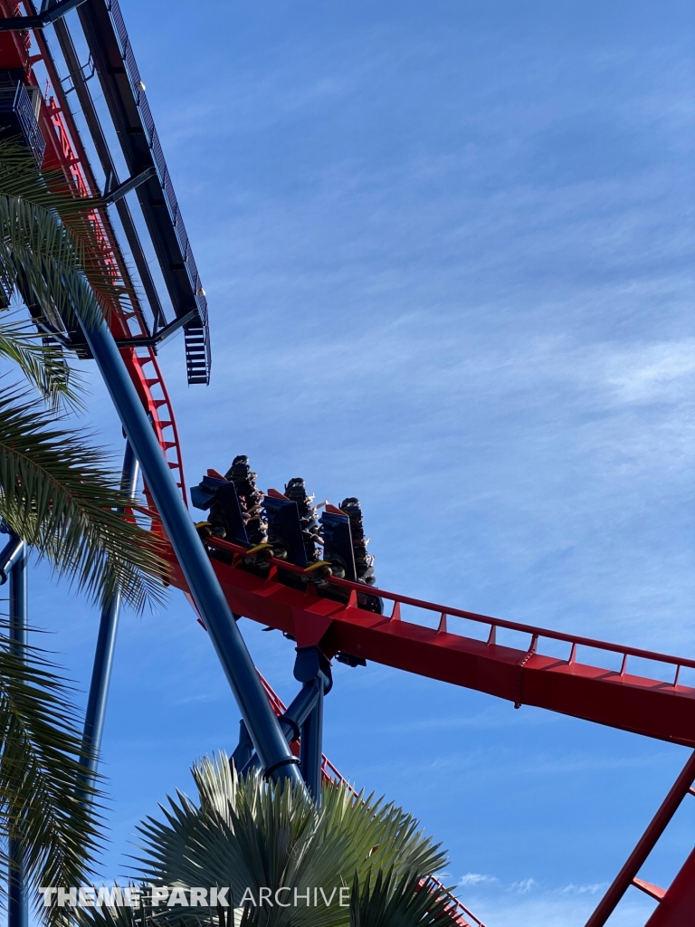 Sheikra at Busch Gardens Tampa