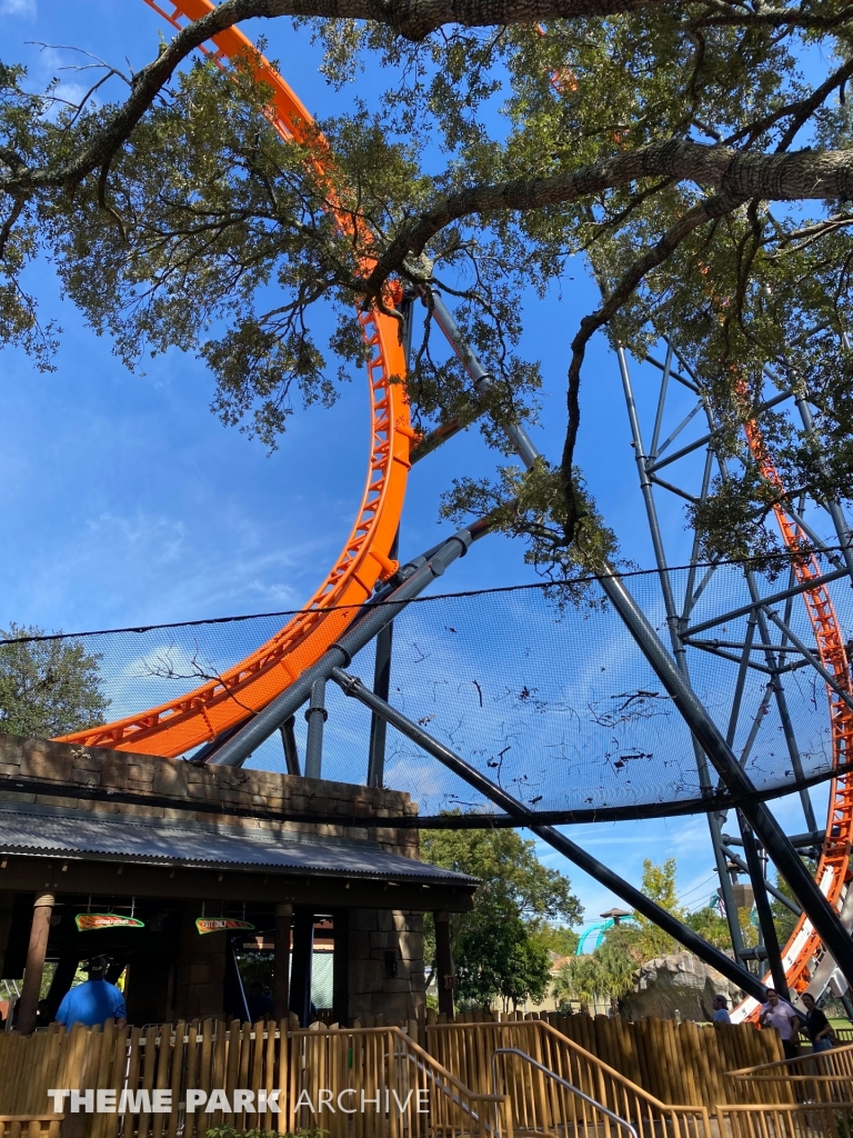 Tigris at Busch Gardens Tampa