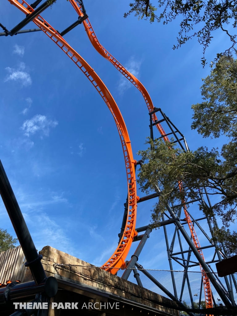 Tigris at Busch Gardens Tampa