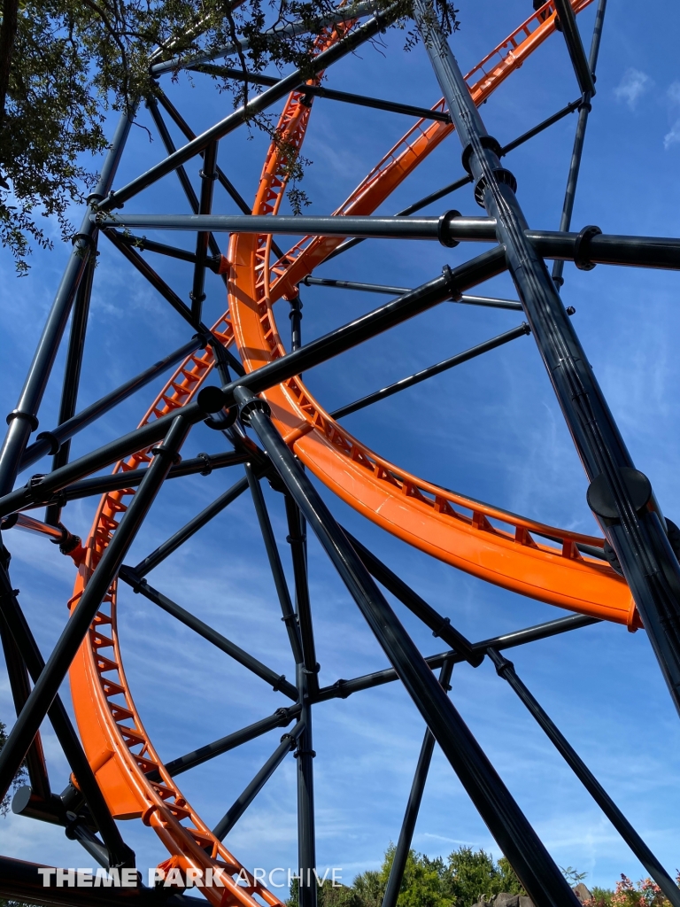 Tigris at Busch Gardens Tampa