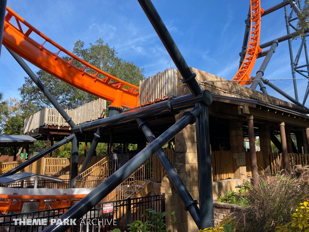Tigris at Busch Gardens Tampa