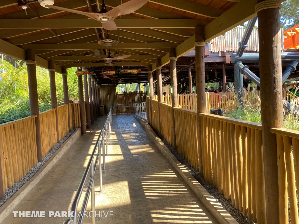 Tigris at Busch Gardens Tampa