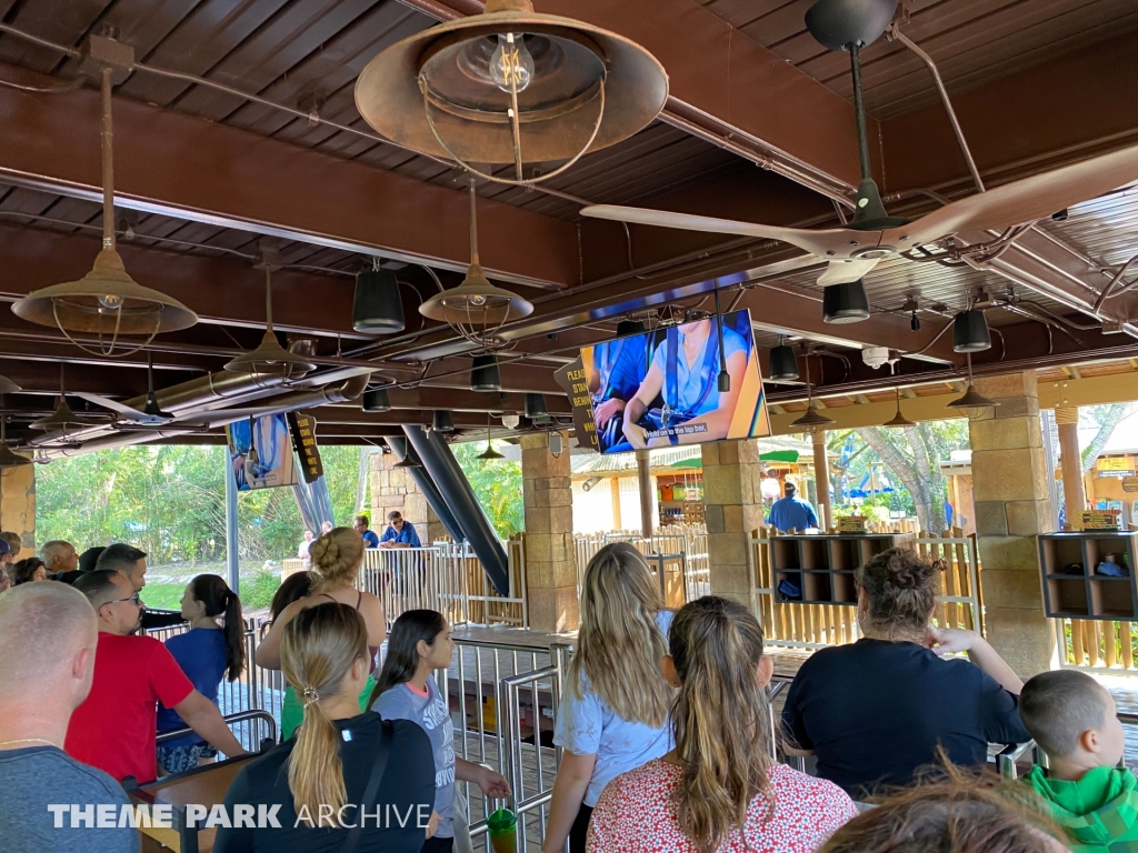 Tigris at Busch Gardens Tampa