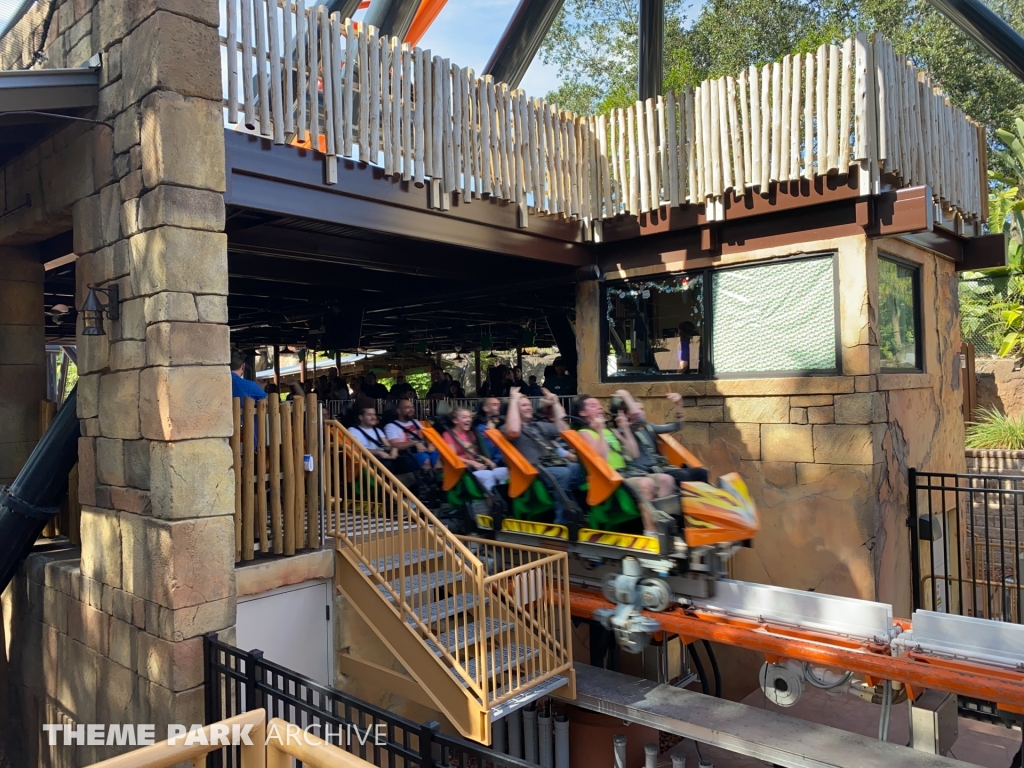 Tigris at Busch Gardens Tampa