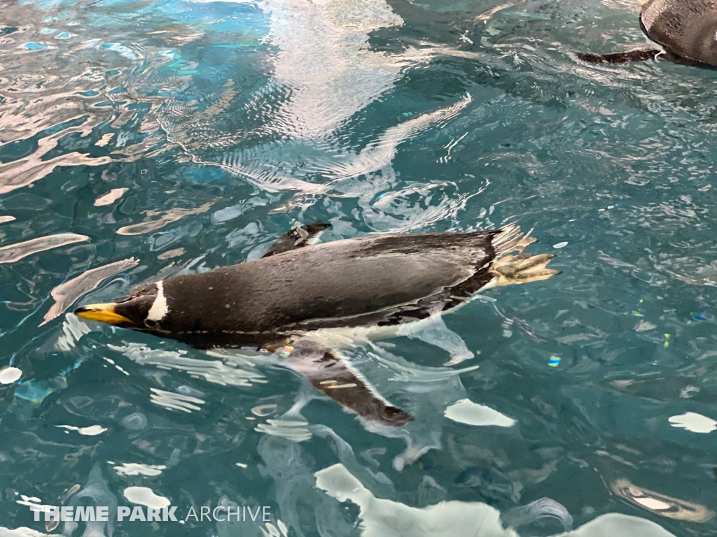 Antarctica Empire of the Penguin at SeaWorld Orlando