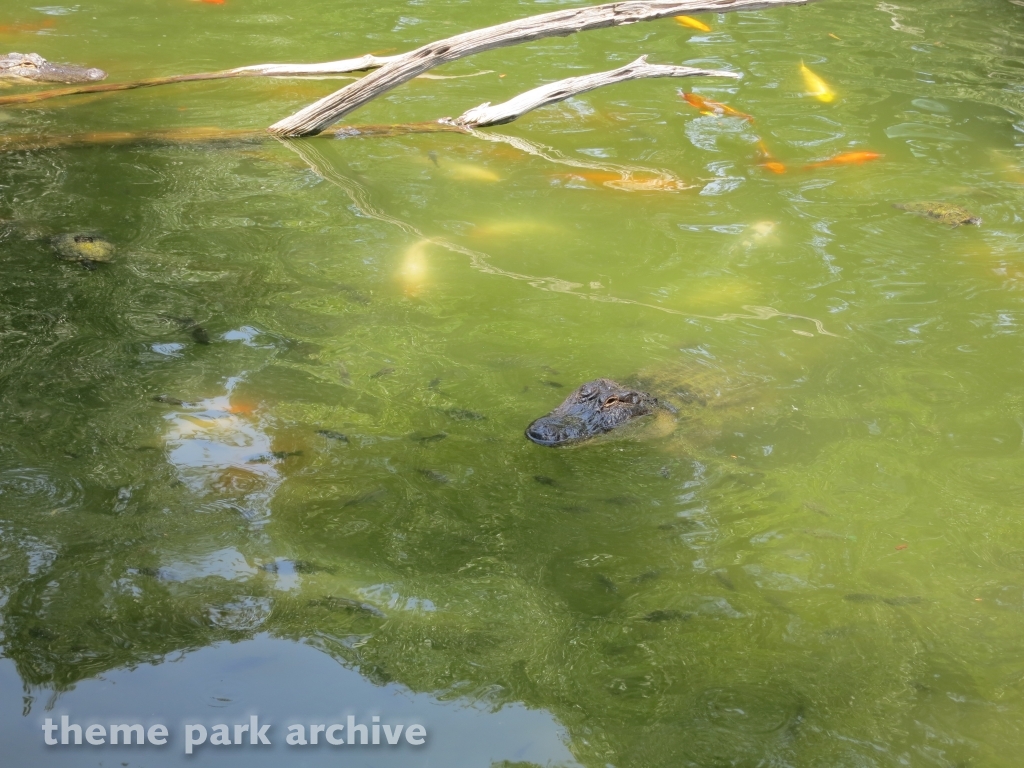 Alligator Alley at SeaWorld San Antonio