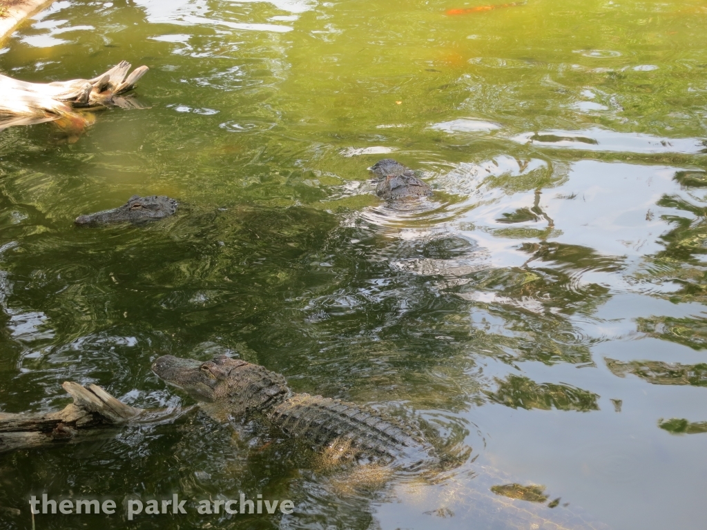 Alligator Alley at SeaWorld San Antonio
