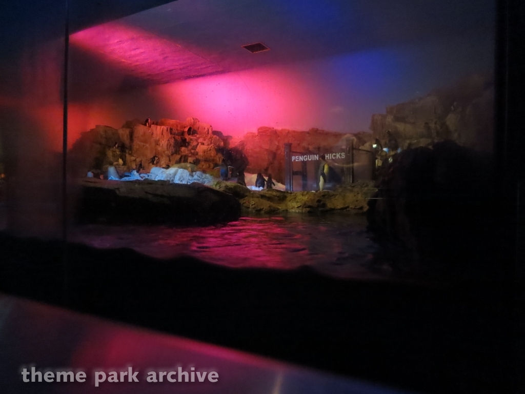 Penguin Encounter at SeaWorld San Antonio