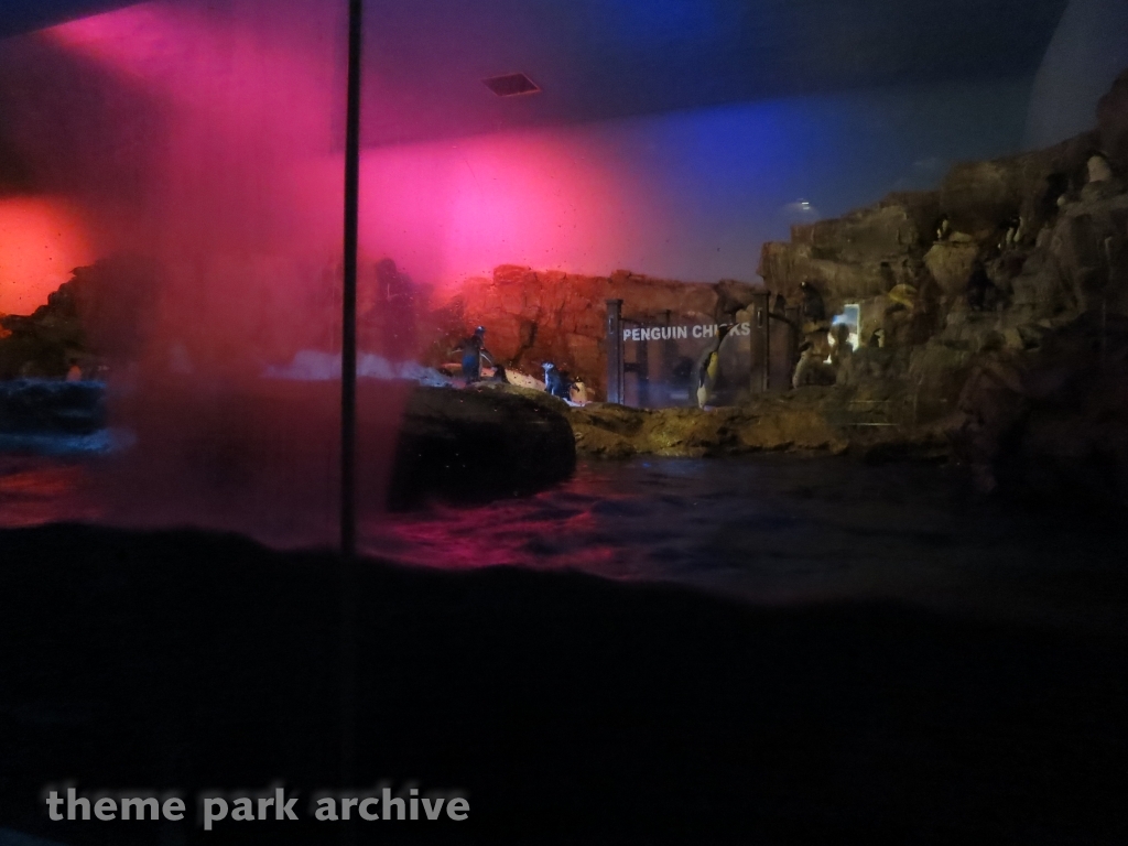 Penguin Encounter at SeaWorld San Antonio