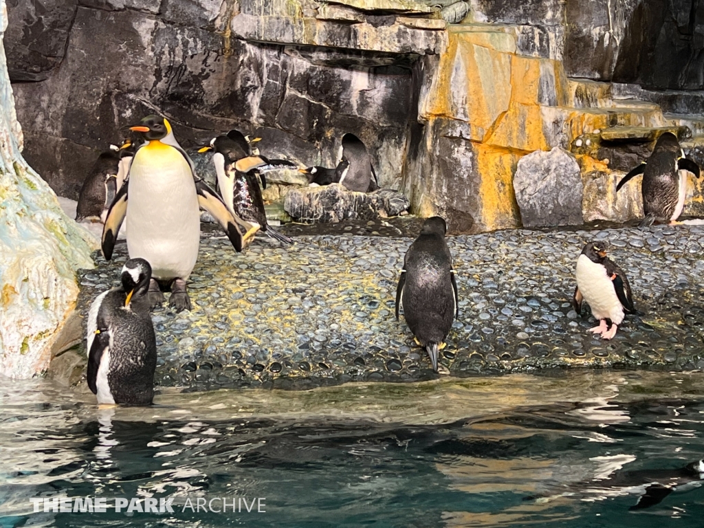 Antarctica Empire of the Penguin at SeaWorld Orlando