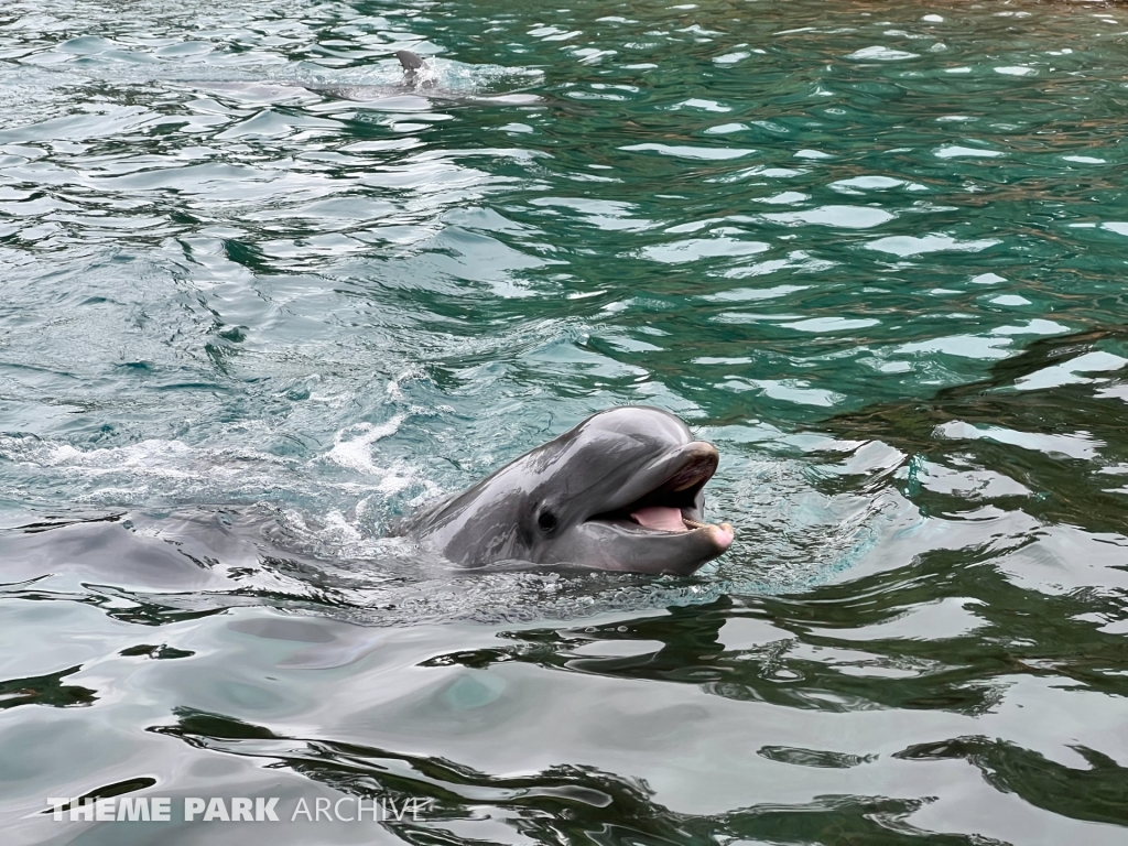 Dolphin Cove at SeaWorld Orlando