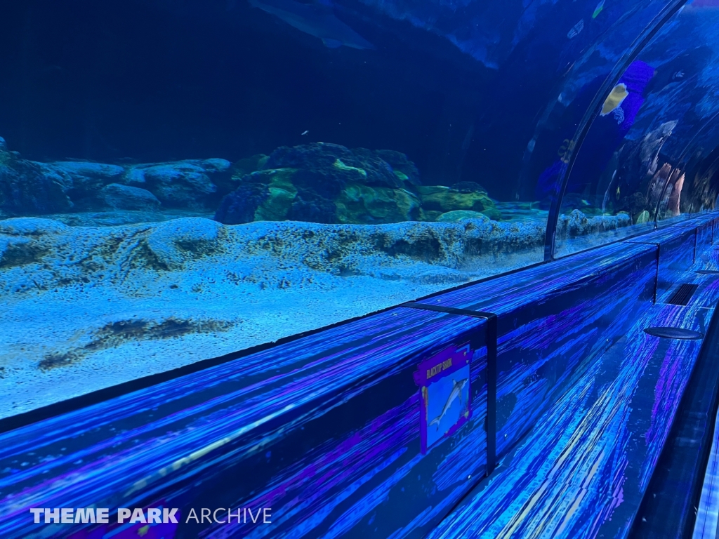 Shark Encounter at SeaWorld Orlando