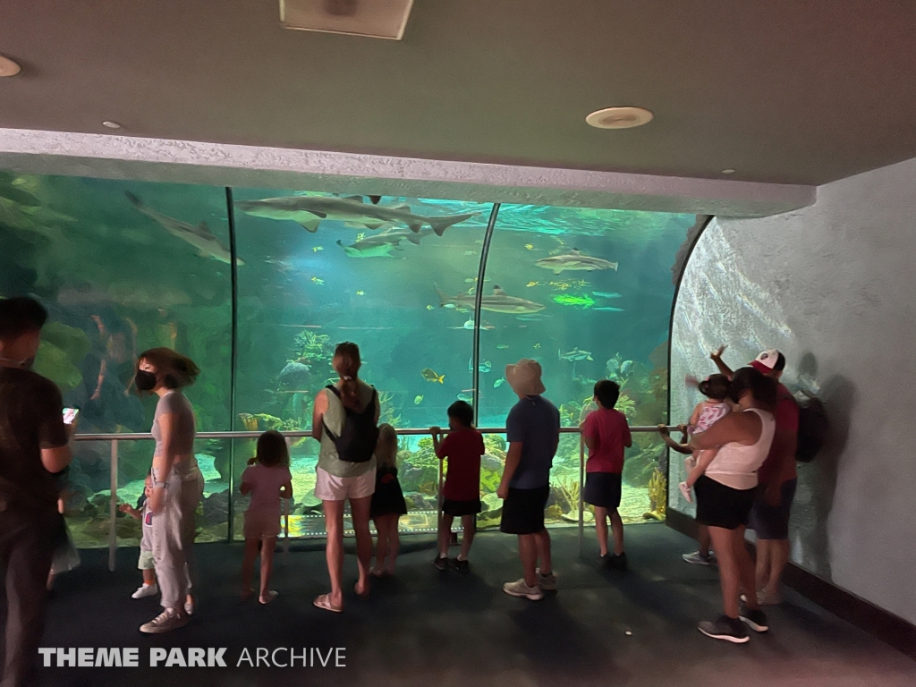 Shark Encounter at SeaWorld San Diego