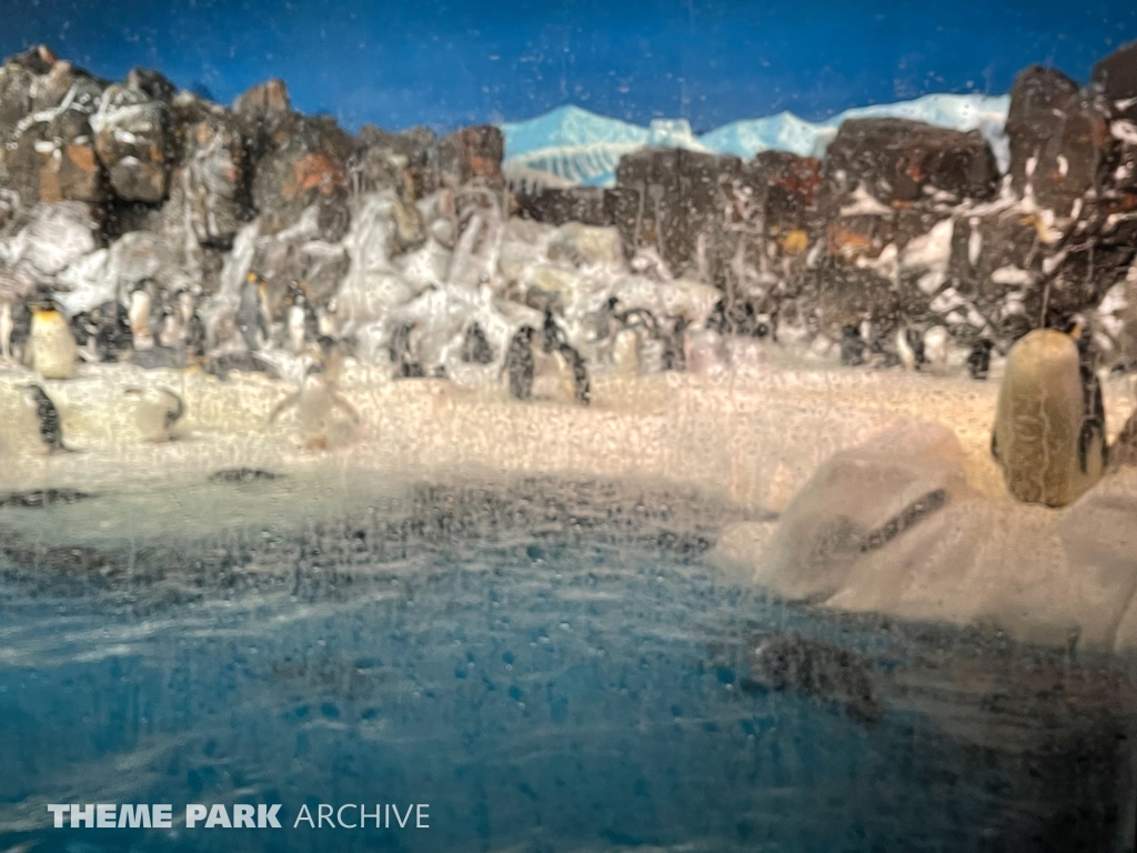 Penguin Encounter at SeaWorld San Diego