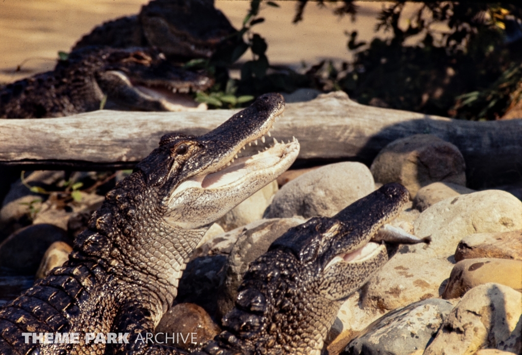 Alligator Exhibit at SeaWorld Ohio
