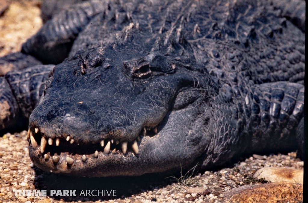 Alligator Exhibit at SeaWorld Ohio