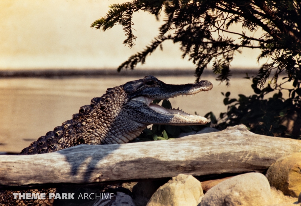 Alligator Exhibit at SeaWorld Ohio