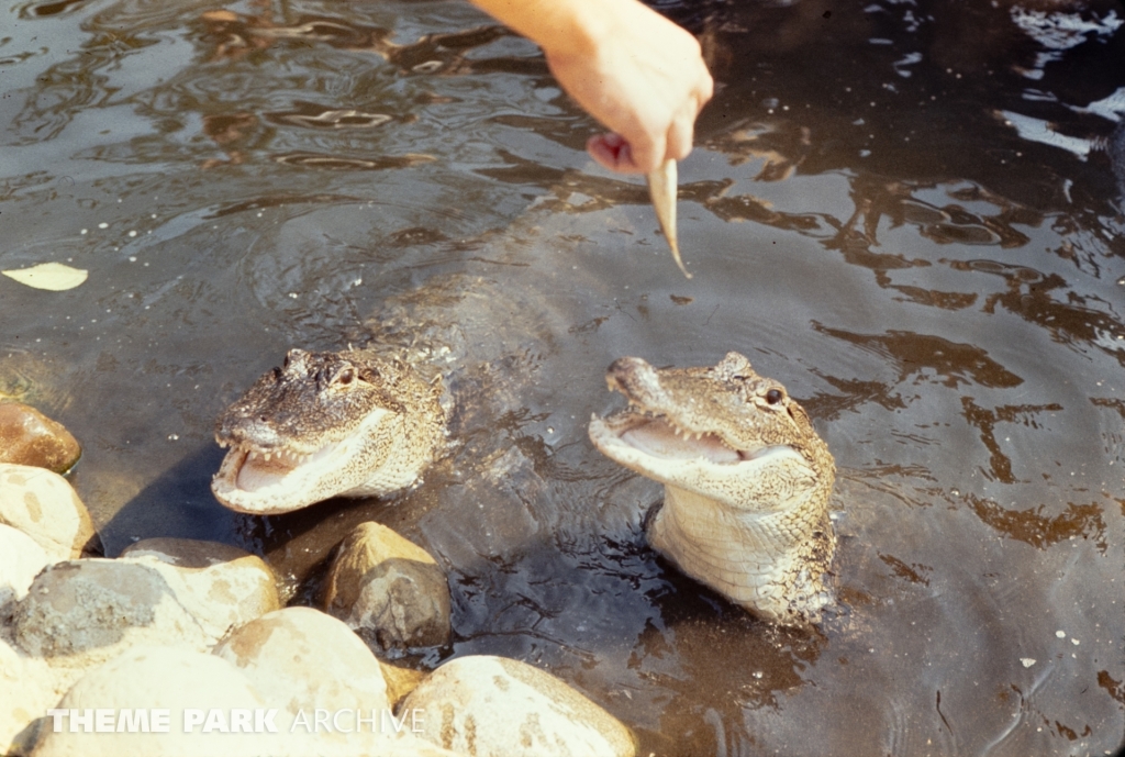 Alligator Exhibit at SeaWorld Ohio