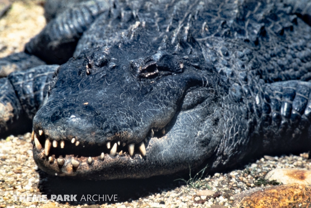 Alligator Exhibit at SeaWorld Ohio