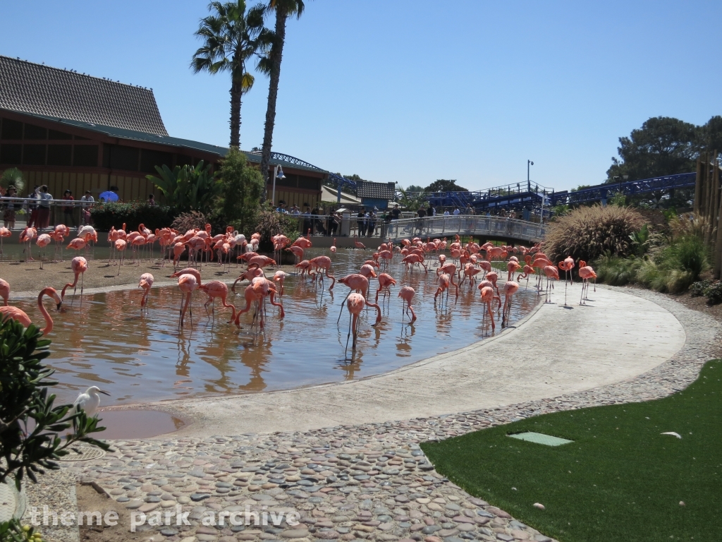 Flamingos at SeaWorld San Diego