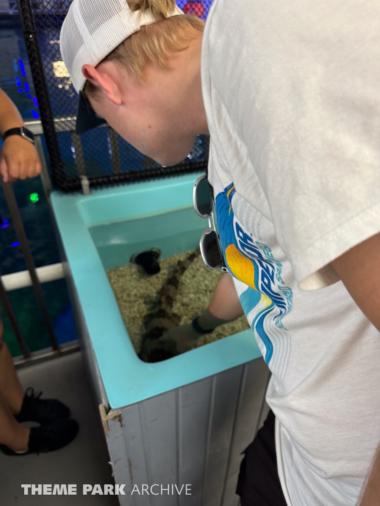 Sharks The Coral Reef at SeaWorld San Antonio