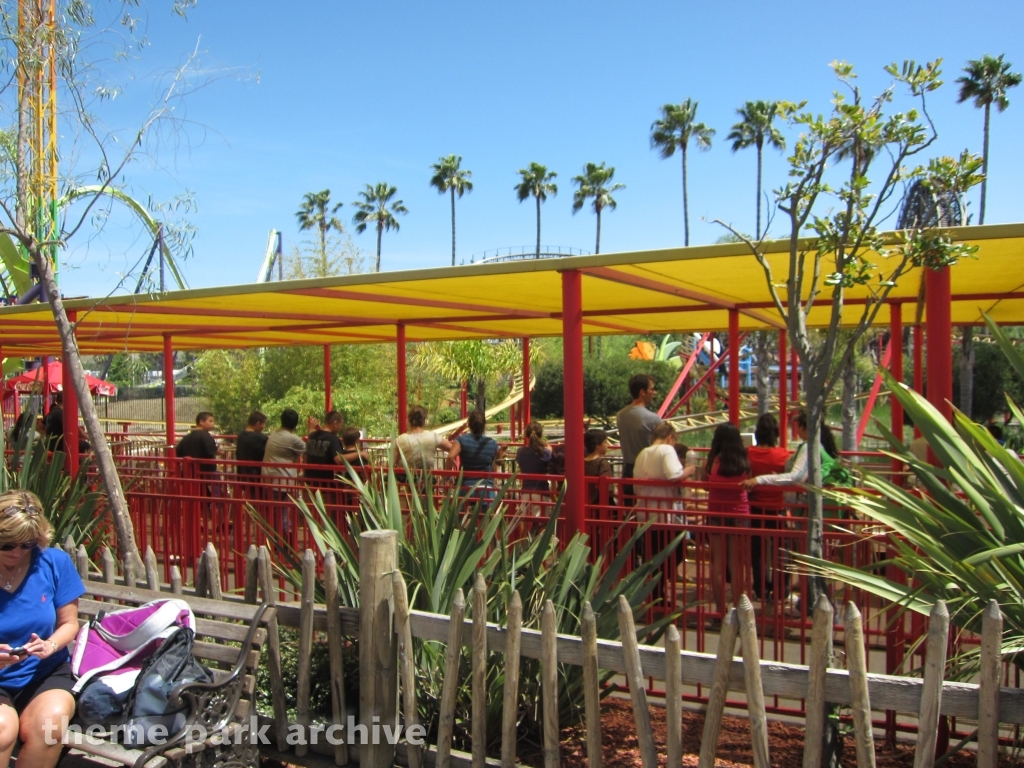 Cobra at Six Flags Discovery Kingdom